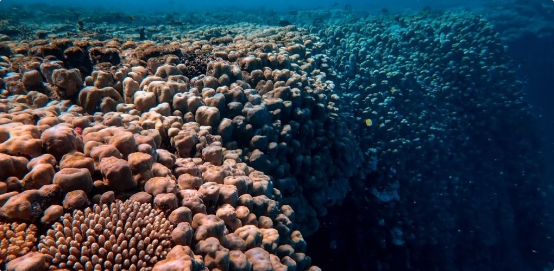 Programa de Doctorado en Ciencias Biológicas