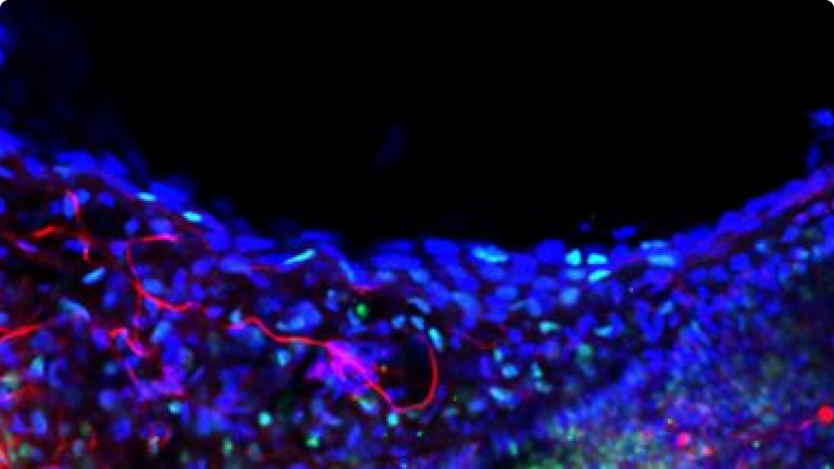 Biología Celular y Molecular