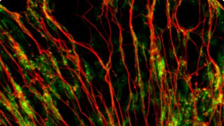 Ciencias Fisiológicas
