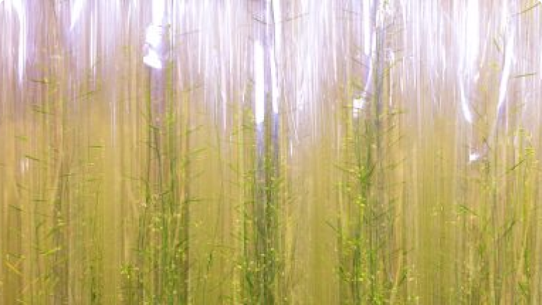 Genética Molecular y Microbiología