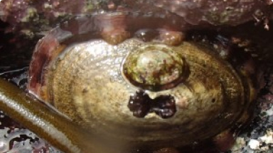 Lapa{br /}{i}Fissurela crassa{/i}