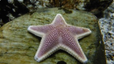 Estrella Adornada{br /}{i}Odontaster penicillatus{/i}