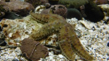 Gran Estrella Espinosa{br /}{i}Meyenaster gelatinosus{/i}