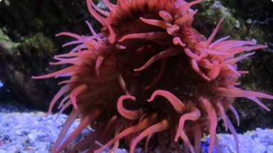 Actinia Roja{br /}{i}Anemonia alicemartinae{/i}