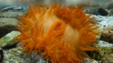 Actinia Naranja{br /}{i}Phymantea pluvia{/i}