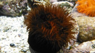 Poto de Mar, Anémona con Ampollas{br /}{i}Phymactis clematis{/i}