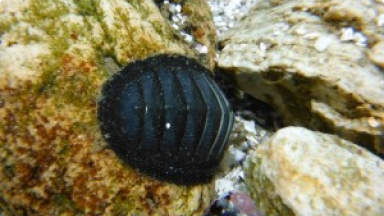 Chitón Regaliz{br /}{i}Chiton magnificus{/i}