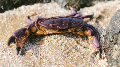 Jaiba Mora{br /}{i}Homalaspis plana{/i}