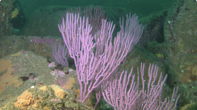 Gorgonia{br /}{i}Leptogorgia chilensis{/i}