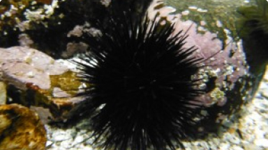 Erizo Negro{br /}{i}Tetrapygus niger{/i}