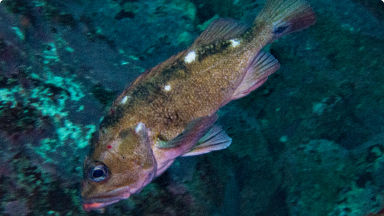 Cascajo{br /}{i}Sebastes oculatus{/i}