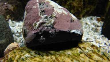 Caracol{br /}{i}Tegula atra{/i}