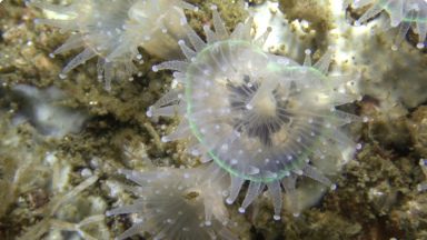 Anémonas Joya{br /}{i}Corynactis sp.{/i}