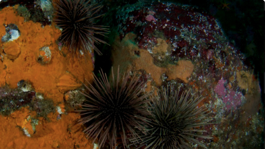 Erizo Verde{br /}{i}Arbacia dufresnii{/i}