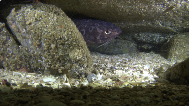 Congrio Negro{br /}{i}Genypterus maculatus{/i}