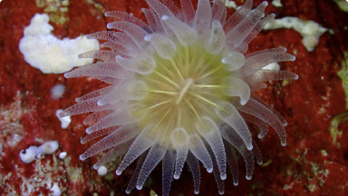 Coral Copa{br /}{i}Desmophyllum dianthus{/i}