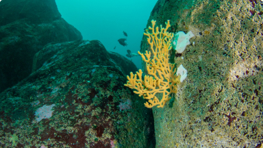 Esponja Cornuda{br /}{i}Axinella{/i}