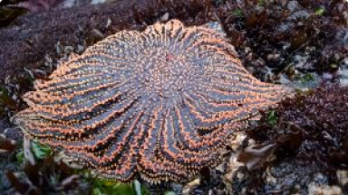 Sol de Mar{br /}{i}Heliaster helianthus{/i}