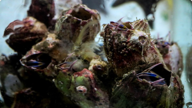 Picoroco, Picoroco gigante{br /}{i}Austromegabalanus psittacus{/i}