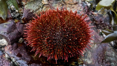 Erizo rojo{br /}{i}Loxechinus albus{/i}