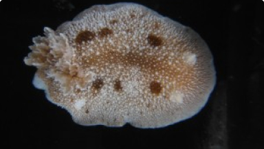 Babosa de Mar, Nudibranquio{br /}{i}Diaulula variolata{/i}