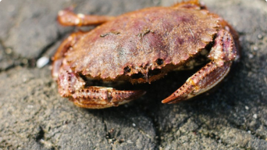 Jaiba Peluda{br /}{i}Cancer setosus{/i}