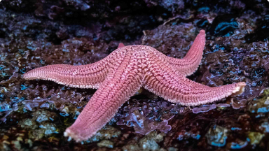 Estrella Común Clara Rayada{br /}{i}Stichaster striatus{/i}