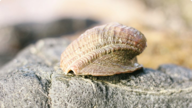 Loco, Pata de Burro o Chanque{br /}{i}Concholepas concholepas{/i}